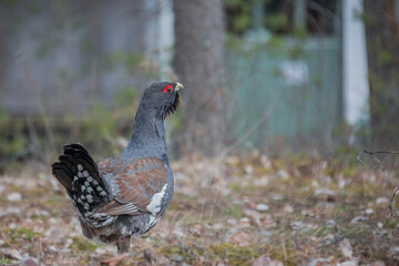 Capercaillie, Tetrao urogallus in deep forest