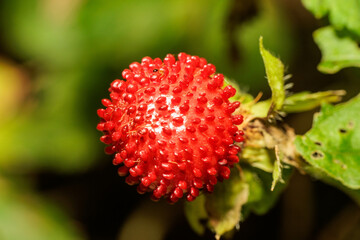 ヘビイチゴの蜜を吸う小さな蟻