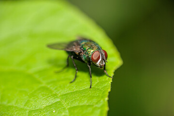 葉に止まるハエ