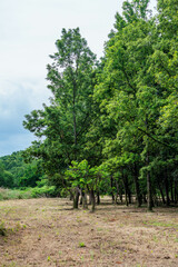 新緑の林の中にある風景