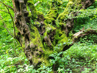 Ancient moss-covered tree with twisted branches in a lush, green forest setting.