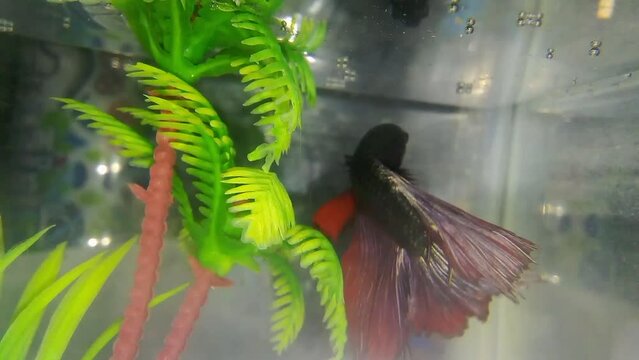 Shiny Cupang Fish with Mixed Black and Red Color Gradients and Beautiful Eyes