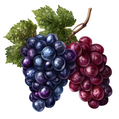 Fototapeta premium grapes on the branch in the style of detailed shadi 