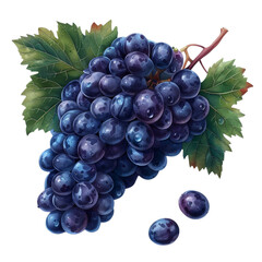 Fototapeta premium grapes on the branch in the style of detailed shadi 