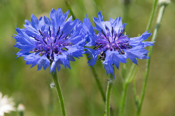 Kornblume