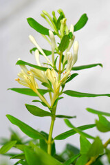 Yellow and White Honeysuckle Flowers (Lonicera japonica Thunb), commonly known as Japanese honeysuckle.