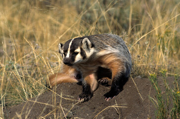 Blaireau d'Amérique,.Taxidea taxus