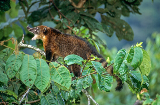 Coati, Nasua narica