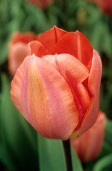 Tulipa spp. triomphe 'Palestrina' , Tulipe