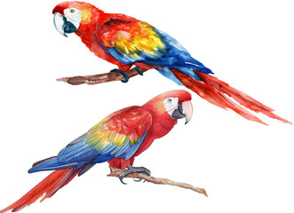 Obraz premium A watercolor drawing of two vibrant parrots with colorful feathers, perched gracefully on branches against a white background