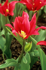 Tulipa spp. viridiflora 'Minner' , Tulipe