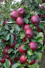 Malus communis 'Royal Gala' , Pomme