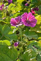 Malva sylvestris 'Mauritanica' , Mauve