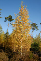 Fototapeta premium Betula alba, Bouleau