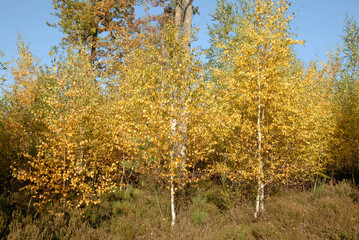 Betula alba, Bouleau