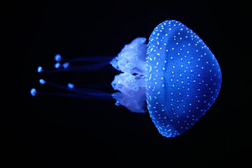 Tropical Jellyfish Phyllorhiza punctata white-spotted jellyfish aka floating bell, Australian...