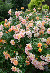 Rose 'Casque d'or'