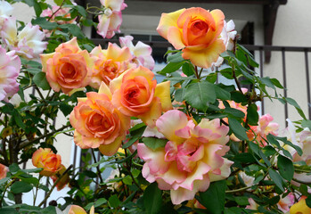 Rose 'Casque d'or'