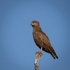 Brown Snake Eagle perched on tree branch in Kruger National Park, D
South Africa.