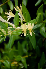 Yellow and White Honeysuckle Flowers (Lonicera japonica Thunb), commonly known as Japanese honeysuckle.