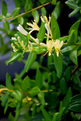 Yellow and White Honeysuckle Flowers (Lonicera japonica Thunb), commonly known as Japanese honeysuckle.