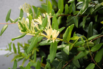 Yellow and White Honeysuckle Flowers (Lonicera japonica Thunb), commonly known as Japanese honeysuckle.