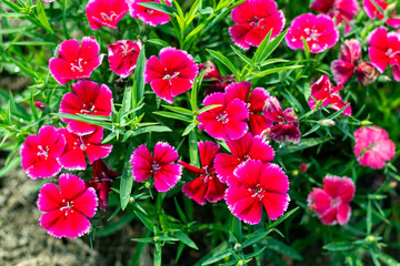 Dianthus barbatus clusters of sweetly scented flowers in shades of many colors