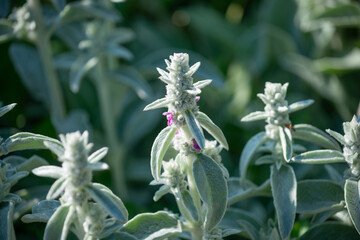 close-up of Stachys byzantina or lamb's ear in an outdoor spring garden