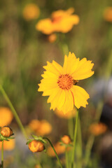 Coreopsis. Yellow bright flower on a blurred background. Flowers in nature. Lance-leaved coreopsis close-up. Flower in full bloom