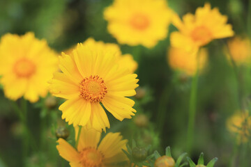 Coreopsis. Yellow bright flower on a blurred background. Flowers in nature. Lance-leaved coreopsis close-up. Flower in full bloom