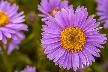 Fototapeta premium Autumn flower close-up of a bright purple aster flower with a bright yellow center. The intricate petals and lush colors create a striking visual on a green background. 