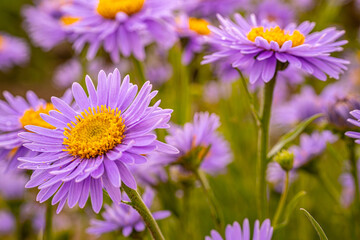 Autumn flower close-up of a bright purple aster flower with a bright yellow center. The intricate petals and lush colors create a striking visual on a green background.
