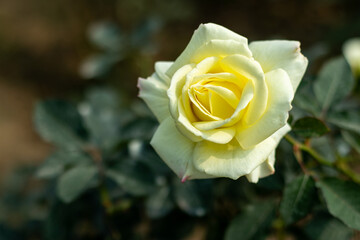 The most beautiful flower in the world is called the Rose A rose is a flower plant