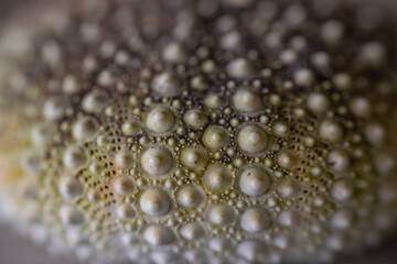 A detailed close-up of a sea urchin shell showing its intricate texture and pattern of ridges and holes. The natural colors and design of the hull are clearly visible