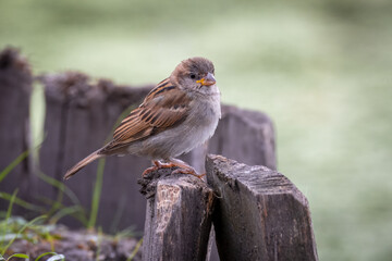Obraz premium A young house sparrow sits on the wooden stick and looks toward the camera lens. Close-up young house sparrow with green background.