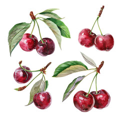 Red cherry set isolated on transparent background, watercolor painting style old botanical illustration