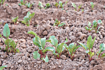 Leaf of beet root. Fresh green leaves of beetroot or beet root seedling. Row of green young beet leaves growth in organic farm. Closeup beetroot leaves