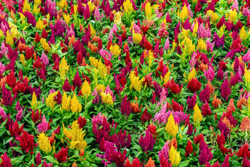 Colourful different flowers blooming in garden. Celosia flower or Cockscomb blooming. Beautiful flower multi color with Celosia Argentea or Plumed cockscomb blossom nature background. Selective focus.
