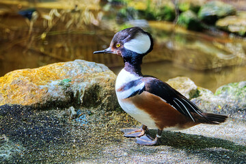 Lophodytes cuculatus, a beautiful duck