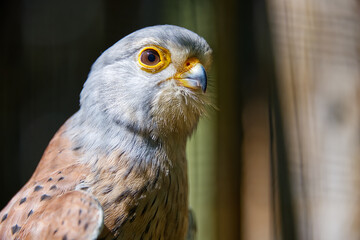 Portrait of a beautiful falco kestrel