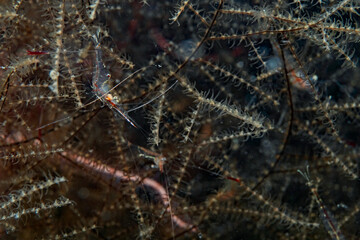 Transluscent Gorgonian Shrimp (Manipontonia psamathe)