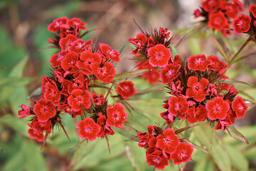 Blooming purple Turkish carnation close-up. Dianthus barbatus. Garden plants. Selective focus
