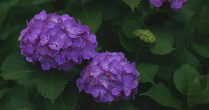 A hydrangea flower at the garden in the public park