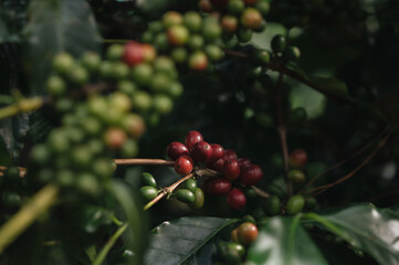 Coffee beans bear fruit on trees in farms and gardens. Raw coffee beans in the production season.