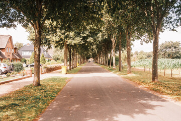 Baumallee mit Straße im Sommer auf der Insel Föhr
