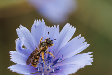 Abeja Halictus rubicundus en flor de achicoria con bokeh y espacio negativo, Alcoy, España