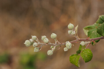 Capullos de flor de planta zarza (Rubus ulmifolius) con espacio negativo y bokeh, Alcoy, España