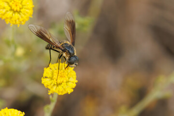 Mosca abeja lomatia sp se alimenta de flores en planta Santolina, Alcoy, España