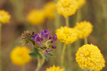 Flor de alfalfa, Medicago sativa, rodeada de Santolina chamaecyparissus, Alcoy, España