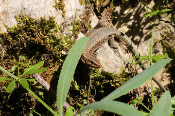 Curious lizard. Wild life. Animal background.
